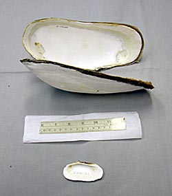 A size comparison of the young, small clams found at the “Rosebud” site found during the Galápagos Rift 2002 Expedition, and the large, adult clams found at the newly discovered vent site 200 miles west of Rosebud along the Galápagos Rift.