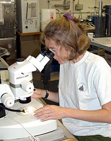 Stace Beaulieu looks through a microscope at plankton that live in the surface waters. The TIGR (The Institute for Genomic Research) scientists are interested in conducting genomic studies on a variety of marine organisms.
