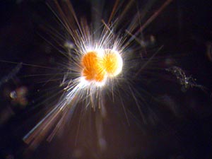 Stace Beaulieu identified this foraminiferan in the sample she looked at under the microscope. Foraminifera are protozoan that make calcareous shells. Shells of these animals accumulate in seafloor sediments, and scientists who study Earth’s climate use them to determine the environmental conditions at the time that the animals lived.