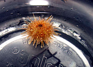 First Assistant Engineer Gary McGrath climbs the "A-frame" that is used for putting Alvin in the water and taking it out. He was performing some routine maintenance, despite the fact that weather conditions weren't routine. Keeping equipment running smoothly is necessary no matter what the weather.