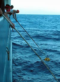“Pulling up roots.” Ordinary seaman Kevin Threadgold grabs the gold: a transponder that had been helping us navigate around Muir Seamount. When it’s time to leave an area, we remotely trigger the transponders to drop their weights and float to the surface.