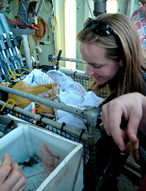 Biologists Susan Mills and Kate Buckman in the main computer lab, going through their e-mail. E-mail to and from the ship is sent via satellite. Unlike onshore, where an Internet connection can be “always on,” there are three bulk transmissions per day: morning, noon, and evening. We have to keep our e-mails short as satellite time is expensive. In addition, there are two SeaNet transmissions per day, which are capable of sending and receiving larger collections of data such as the Dive and Discover Web site update. 
