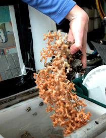 Lophelia, a living colonial hard coral. This was the first sample of yesterday's Alvin dive. 