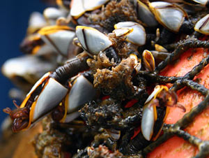Stalked barnacles, also called gooseneck barnacles, are filter feeders. 