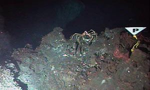 A flag marked “P” is all that remains of Puffer, once a 30-foot (9-meter) tall black smoker chimney. Puffer fell in the months since Chief Scientist Deb Kelley last visited the seafloor in Alvin. 