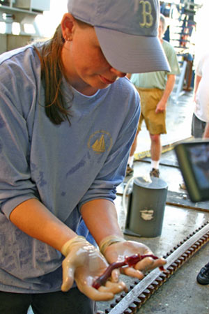 Biologist Rhian Waller examines a tubeworm collected from Rosebud during today�s Alvin dive.