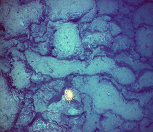 We know these pillow lavas are older because they have covered with a thicker layer of sediment. The yellow anemone is about the size of a grapefruit. (Photo by Woods Hole Oceanographic Institution)