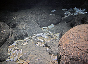 Divers observed dead mussels and clams on pillow lava flow during today's dive to Mussel Bed. The small, white structures on the rock are the tubes where worms once lived. We think that they, too, were dead.