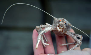 This female crab collected during today’s dive had orange eggs tucked in her abdomen. (Photo by Amy Nevala)