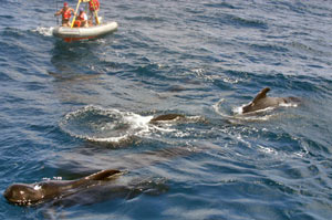 Ship�s crew using the recovery boat today got a close look at a dozen pilot whales swimming near our ship. The whales visited for about 20 minutes. (Photo by Amy Nevala)