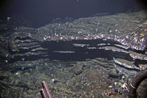 A squid, about 50 centimeters (20 inches) long, glides over a sheet flow on the seafloor. (Photo by Woods Hole Oceanographic Institution)