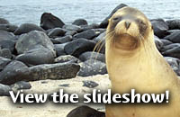 galapagos animal slideshow