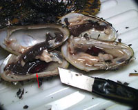 A close-up view of a hydrothermal vent mussel, note the small arrow to the left of the razor blade that points to the small flat worm that lives with the mussel.