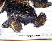A sample of lobate lava covered with mussels, both large and small, collected from the base of TY vent.