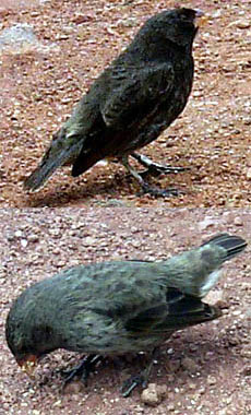 Diagram on left shows how the ocean is divided into different depth categories. Diagram on the right shows how deep the different colors of light penetrate into the ocean. You can see that red light doesn’t reach down very far, this is why many deep-sea animals are red, so they are camouflaged. 