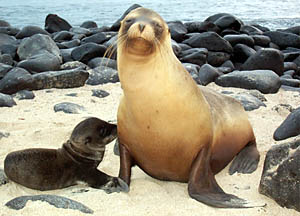 This is a crinoid, or sea lily, a member of the sea star and sea urchin family (echinoderms). They have a long stalk that is attached to the bottom by tendrils, and feed by filtering plankton with its long arms. There are about 80 known species of crinoids that live in the deep-sea. 