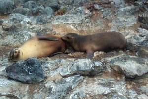 The deep towed camera spotted many of these sea cucumbers (holothurians) during the tow northwest of Fernandina Island. The holothurian’s head is on the left side and you can see the tube feet sticking out from under it. 