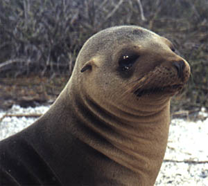 This sea star was caught on camera crawling along the lava rocks. The picture is roughly a meter across, so this sea star is quite large. 