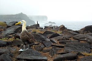 A volcano cartoon by David Farley.