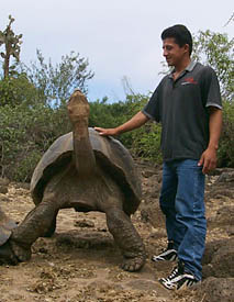 A giant tortoise standing in the position that makes it possible for finches to pick ticks off its body. Photo by J. Pistiner and A. Newton, 1999). 