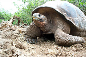 This is one of the shrimp we recovered in a dredge haul. You can see the large, black eyes that have evolved to detect bioluminescence in the water. 