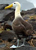 galapagos wildlife