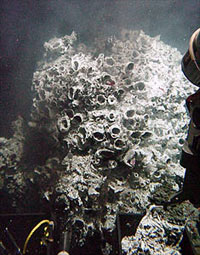 A clump of Alvinellid worms on “Dave” Vent that was sampled for the experiment. If you look closely at the photo you can see the small red worms sticking out of their tubes.