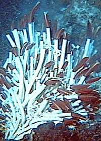 tube worms