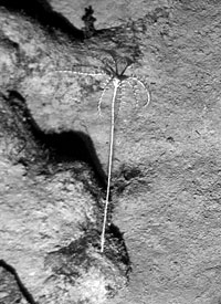 This is a crinoid, or sea lily, a member of the sea star and sea urchin family (echinoderms). They have a long stalk that is attached to the bottom by tendrils, and feed by filtering plankton with its long arms. There are about 80 known species of crinoids that live in the deep-sea. 