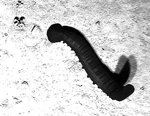 The deep towed camera spotted many of these sea cucumbers (holothurians) during the tow northwest of Fernandina Island. The holothurian’s head is on the left side and you can see the tube feet sticking out from under it. 