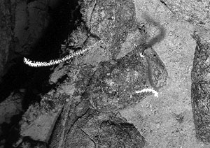 These are soft corals attached to a lava rock. These corals grow upwards into the current catching plankton and small swimming organisms that get caught up in its branches. The picture is around 0.5 meters across. 