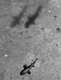 We are not sure what species this fish is. Back in the lab the photograph will be carefully studied so as to identify it. You can even see the scales on this fish, which will be a big help in identifying it. 