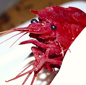 This is one of the shrimp we recovered in a dredge haul. You can see the large, black eyes that have evolved to detect bioluminescence in the water. 