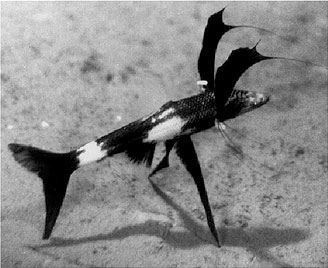 The tripod fish, Bathypterois, waits for prey. 