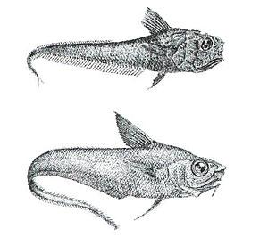 Two species of Grenadier fish. The bottom one is Coryphanoides armatis and the top one is Coryphanoides rupestris. 