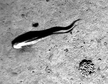  Pahoehoe flows cascading over a small scarp near the ocean entry of the Pu’u Oo flow, Kilauea volcano Hawaii in June, 2001. Scale from top to bottom of scarp is about 4 meters. Photo by Dan Fornari, WHOI.