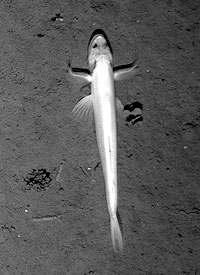 Tim Shank, of Woods Hole Oceanographic Institution, has identified this fish for us, it’s in the genus, Bathysaurus. This fish has gold reflective eyes and very sharp teeth arranged on a triangular jaw. They look very menacing from a frontal view! 