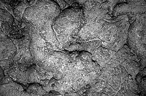   Submarine lobate flow on the East Pacific Rise crest at 2500 m depth. Scale across image is ~3 meters. Photo by Dan Fornari, WHOI.