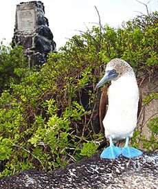 Diagram on left shows how the ocean is divided into different depth categories. Diagram on the right shows how deep the different colors of light penetrate into the ocean. You can see that red light doesn’t reach down very far, this is why many deep-sea animals are red, so they are camouflaged. 