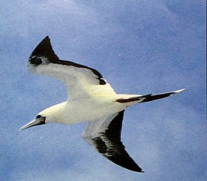 Masked booby 