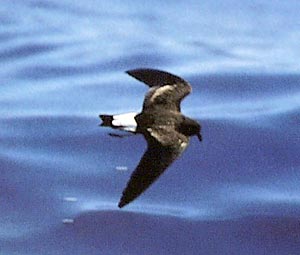 Storm petrel 
