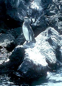 Galápagos penguin