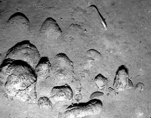  Ocean entry of the Pu’u Oo flow, Kilauea volcano Hawaii in June, 2001. Note the two small rivulets of lava cascading down the face of the flow just above the water line in the center-left of the frame. Distance across the photo is about 20 meters. 