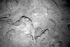 Towards the center of the flow “neck” the camera traversed back over some “platey” sheet lavas.
