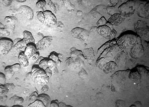 Pillow lava on the eastern edge of the lava flow is almost perfectly formed. Many small pillows are piled on top of each other. The big pillow on the right has “toothpaste” grooves along its sides.  