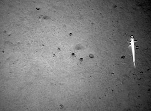 The tow finishes in a thickly sedimented area. There a few Xenophyophore like those seen in Slide 6, and a Bathysaurus fish that is probably very surprised by our camera flash! 