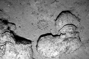 We first pass over a small tongue of lava sticking out from the main lava flow. At its edges are pillow lavas with a heavy dusting of sediment on them. This tells us that either the flow is not very young, or that sedimentation rates in this area are very high. The ring print in the sediment was made by an organism that we don’t see. 