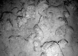 The camera is about 7 meters above the lava flow surface in this picture. The rock is called “pillow lava”