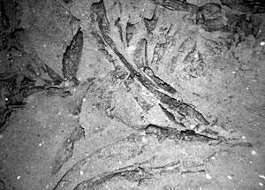 This lava is called a “ropy” sheet flow. 