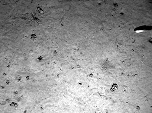 In this sediment pond, there are three different organisms. The small wrinkled blobs are Xenophyophore  --  the largest single-celled organisms in the deep sea. Most of their bodies are below the sediment surface. The spiky creature is a Cerianthid anemone. The fish on the right is likely a rat-tail, a deep-sea fish seen quite often. 